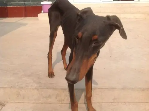 这是什么犬种,别说细狗或者滑条