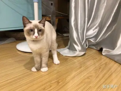 大伙有养英短串布偶的图嘛?