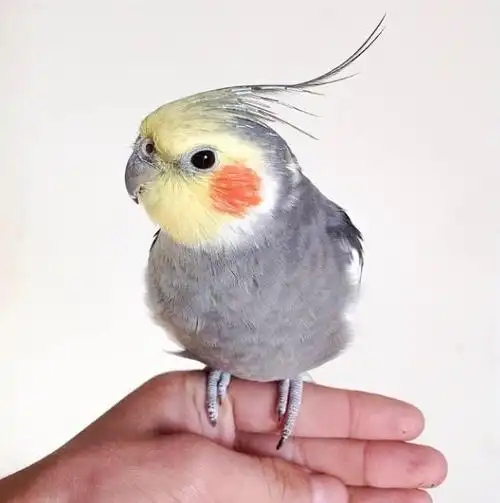 白子玄凤鹦鹉(最齐全的玄凤鹦鹉品种介绍及图片)