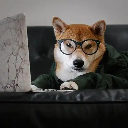 bodhi,美国纽约柴犬,绰号"男装犬模",发了676张照片|纽约|头像|男装