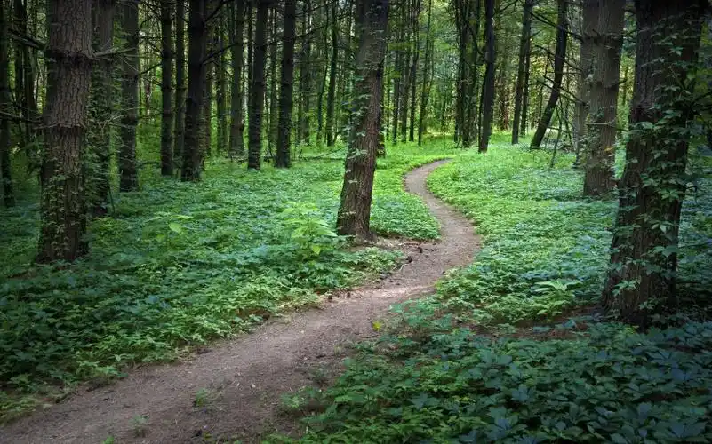 唯美小路风光图片 - 第1张