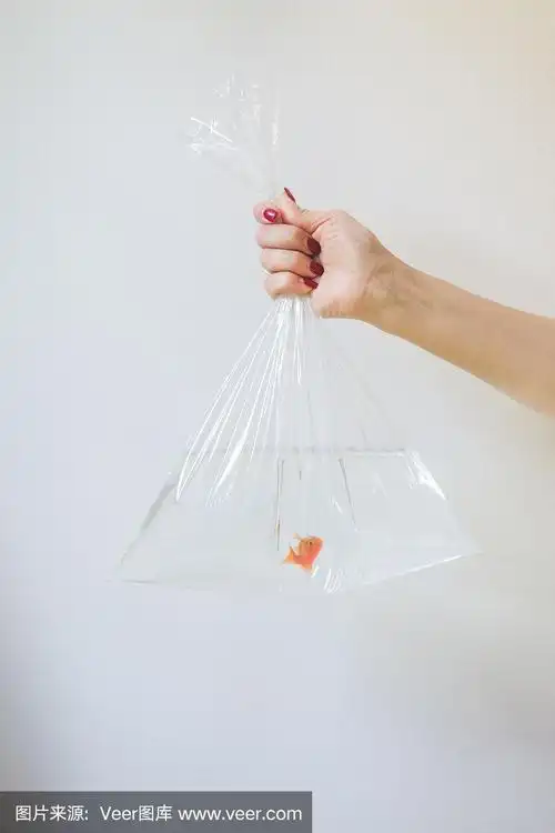 倒置的金鱼在塑料袋里