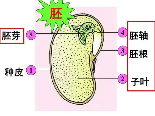人教版 七年级生物《种子的萌发》课件 胚 胚芽 5 4 3 胚轴 胚根 子叶