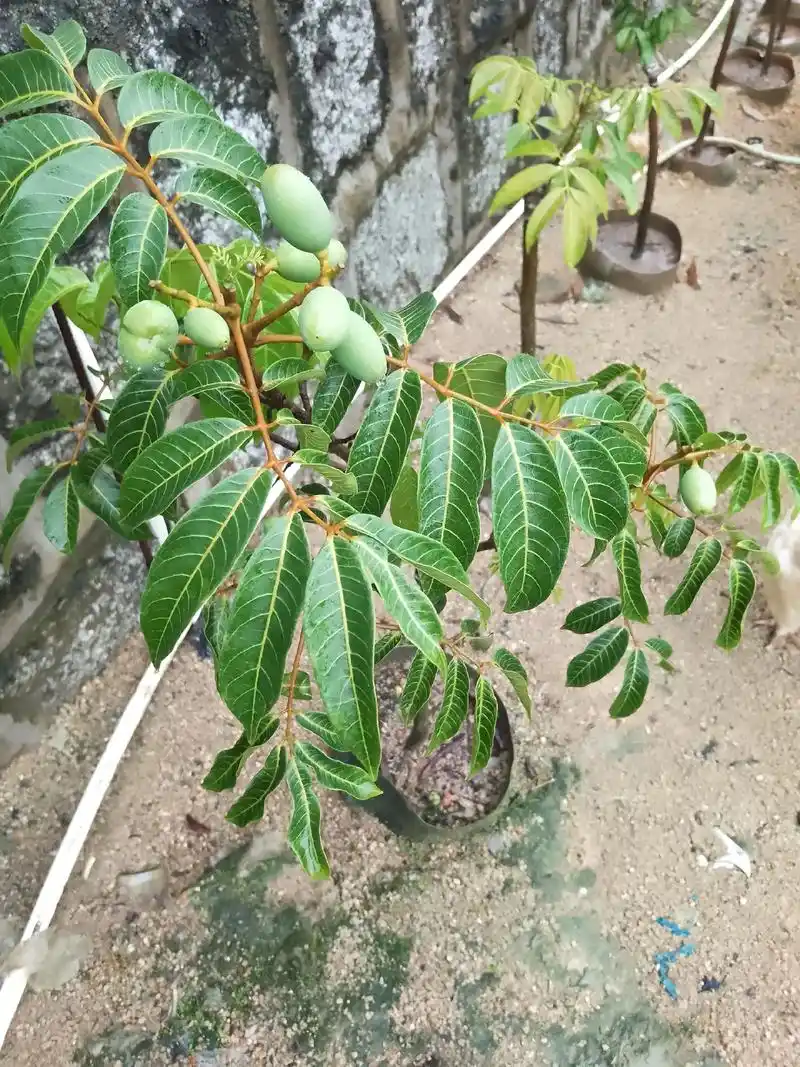 今天就介绍一下我家果树各品种让大家认识一下,图片中有玲珑荔枝 - 抖