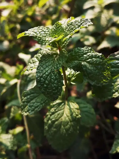 野薄荷还能绿得可爱.