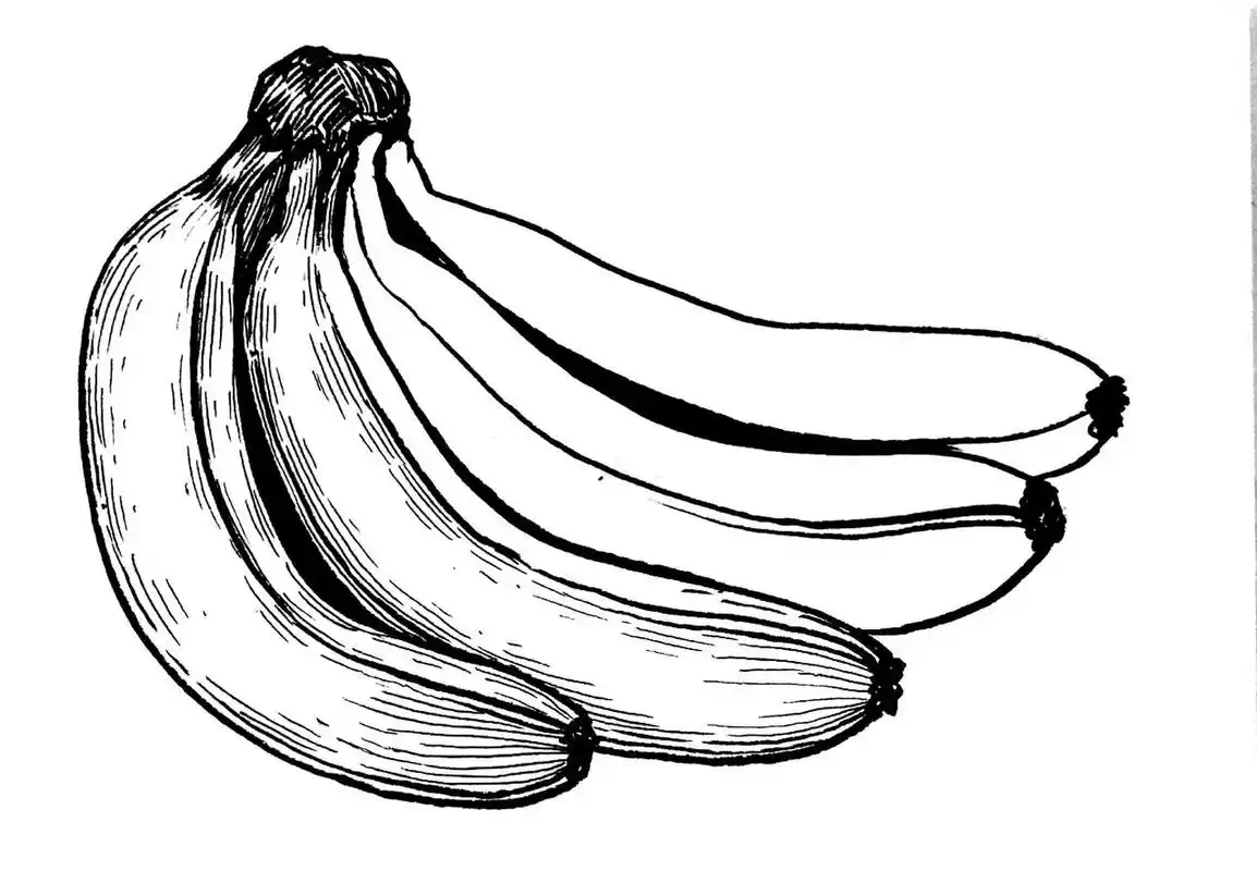 香蕉写生#水果线描写生#创意美术#创意线描 《香蕉写生》 适合年 :88