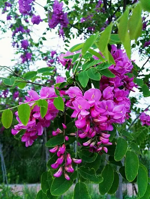 槐花树:种名,国槐;别名,槐树,家槐.形态特征:枝多