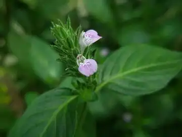 中药释义爵床草又名小青草治疗肝硬化甲状腺肿有奇效