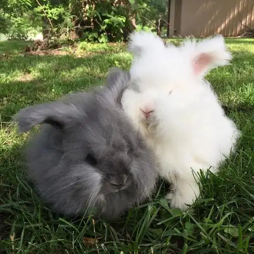 兔子网红巨型安哥拉兔巨兔活体长毛长毛兔活物大型兔