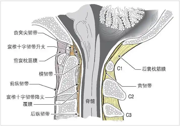 1.8 寰枕复合体的解剖