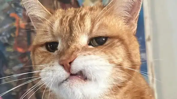 喵之蔑视~小恶棍来咯