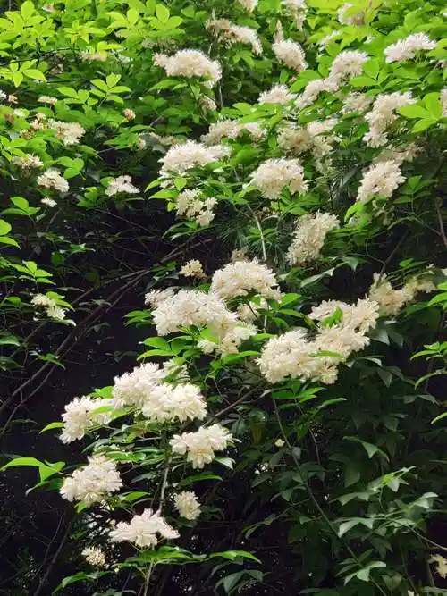 【闻香识花】木香花