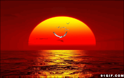 海鸥gif大海gif日出gif太阳gif