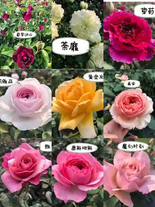 你养过哪些觉得好养的月季品种