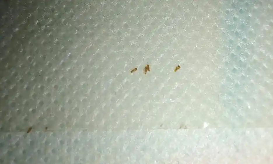 书虱虫怎么彻底消灭干净?