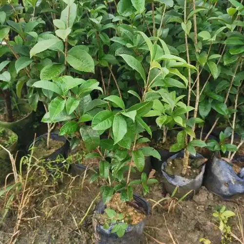 春辉农业 桂花树苗 基地批发 四季桂八月桂小苗 品种齐全 绿化园林