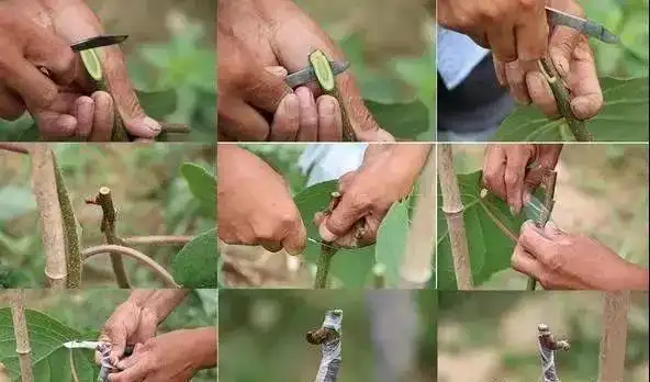 春季猕猴桃嫁接把握好八点成活率95