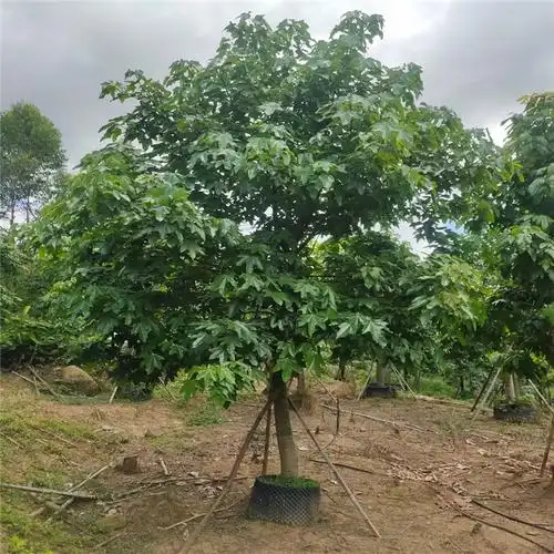 闽亿园林澳洲火焰木全冠地苗 胸径12-25公分四季常绿开红花