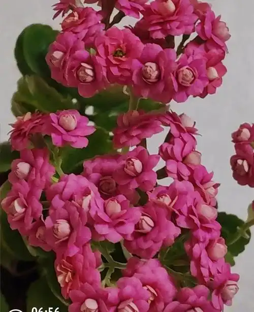 必看!"豆沙皇后" 长寿花绽放,宛如摇钱树送祝福