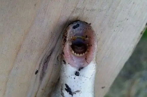 七鳃鳗口部有多只利牙