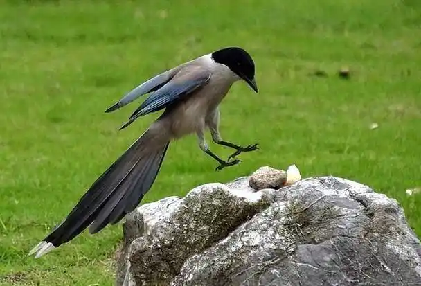麻雀_燕子_鸟类