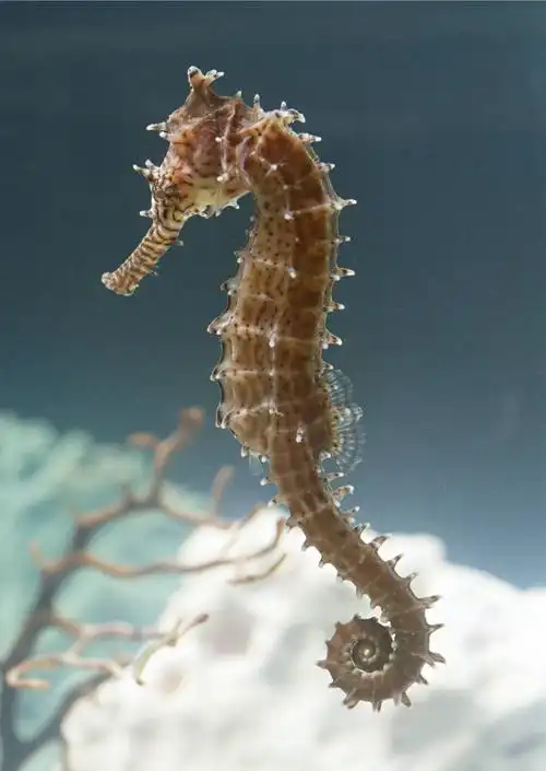 主题(8)《海马先生的口袋》