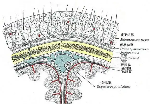 简述头皮血肿的"前世今生"
