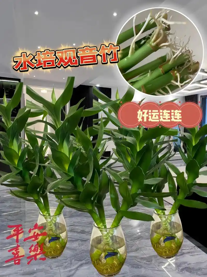 水培观音竹.又叫富贵竹,被称为植物中的君子,它寓意很好,家中 - 抖音
