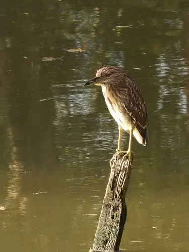 夜鹭  black-crowned night heron    nycticorax nycticorax