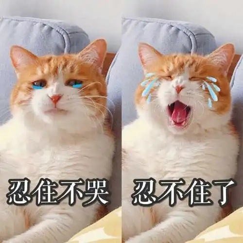 你家猫晚上和你在一个房间睡吗睡一个房间怎么做到半夜不让猫闹腾的