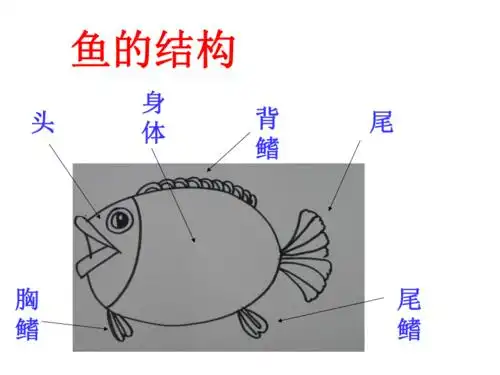 沪教版一年级上册美术第12课美丽的鱼课件8张ppt