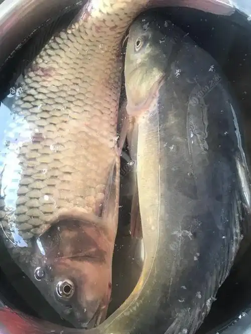 水库大鲤大框镜,爽歪歪