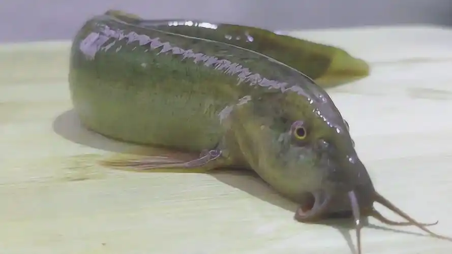 难得一见的超大泥鳅怎么做才好吃看厨师怎么做好这道美味菜