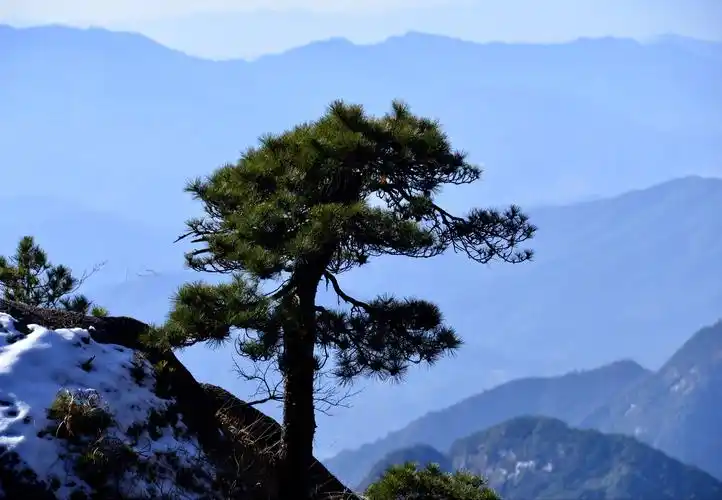 三清山仪态万千的松树
