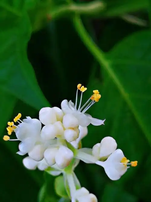 杜若花的花语,古诗杜若是什么花(杜若～花开如蝶)