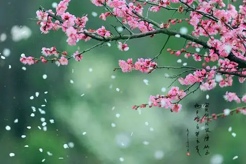 雪里梅花迎新春