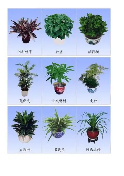 各种绿植名称图片大全大型绿植名称大全图片