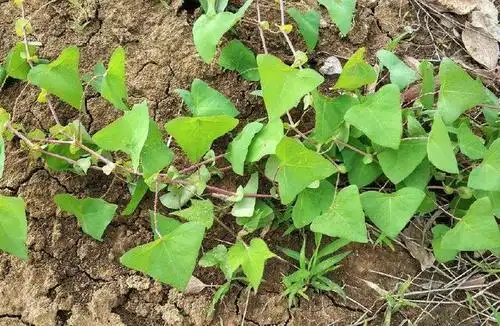 这种野草叫"蛇倒退"蛇见了绕道走,老农:是我用了30年的草药