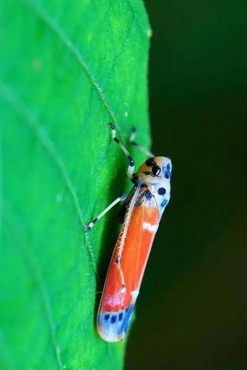 11:02:34同翅目·蜡蝉科·蜡蝉属:蜡蝉昆虫零度收藏该采集也在以下