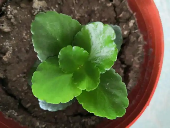 红色长寿花小苗