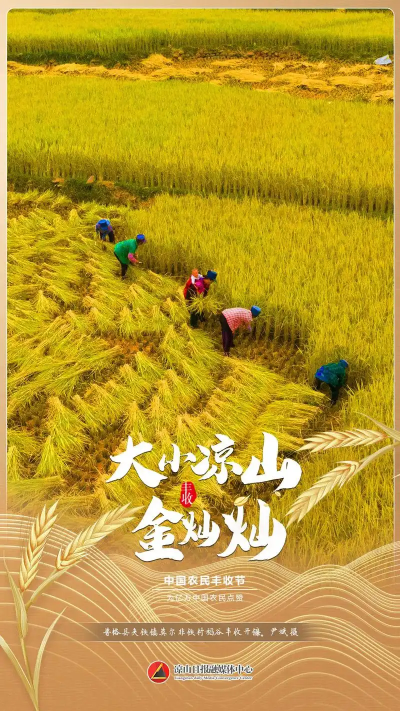 礼赞丰收|大小凉山金灿灿