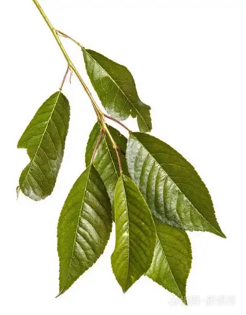 一棵樱桃树的树枝上的叶子.白色背景上孤立