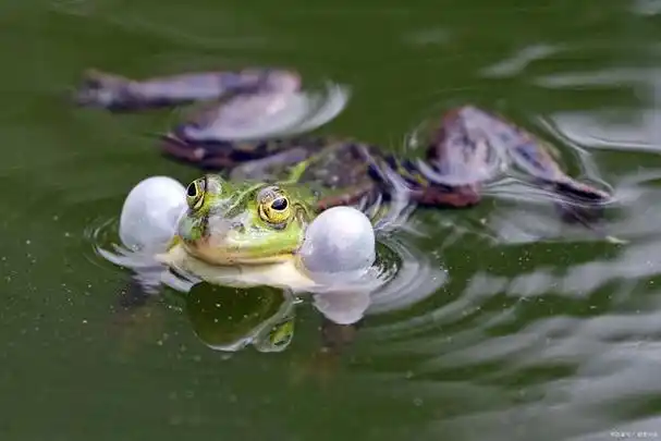 小区景观池塘里便能经常听到青蛙的鸣叫,尤其是雨过后蛙鸣不断