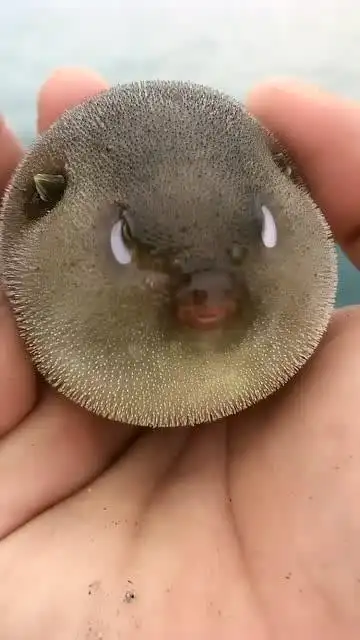 河豚生气的样子,真的是太萌了,圆鼓鼓的