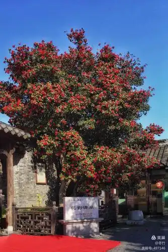 千年茶花万朵开