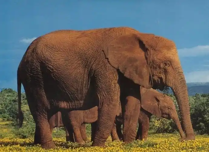 最长寿的四足动物是谁