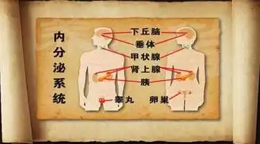 佰草通源见闻人体八大系统发病顺序