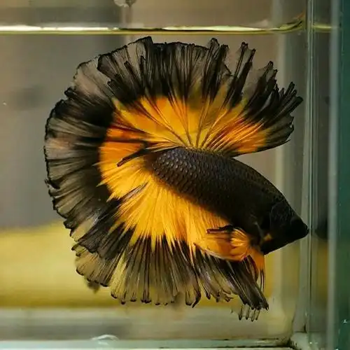 图片[12]-泰国斗鱼将军,半月,狮王特殊尾型鉴别-宠物乐园