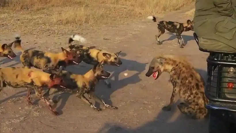 野狗与鬣狗争抢食物互相掏肛,鬣狗被揍的屁滚尿流,惨败收场