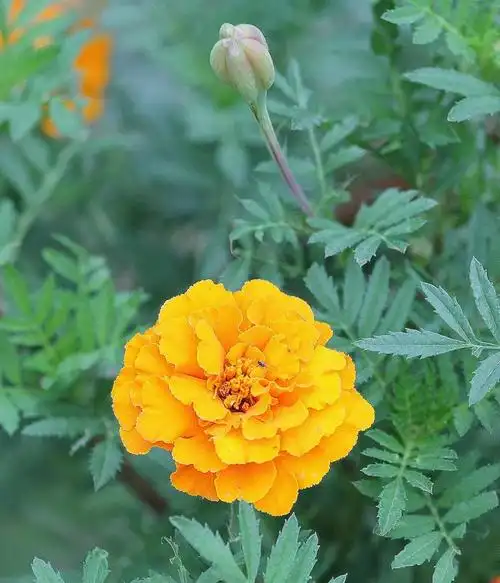 孔雀草花图片孔雀草图片孔雀草植物图片